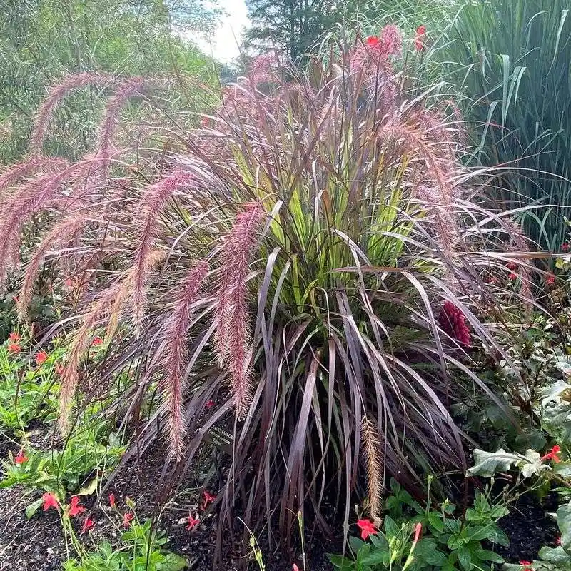 Pennisetum setaceum (Fountain Grass)