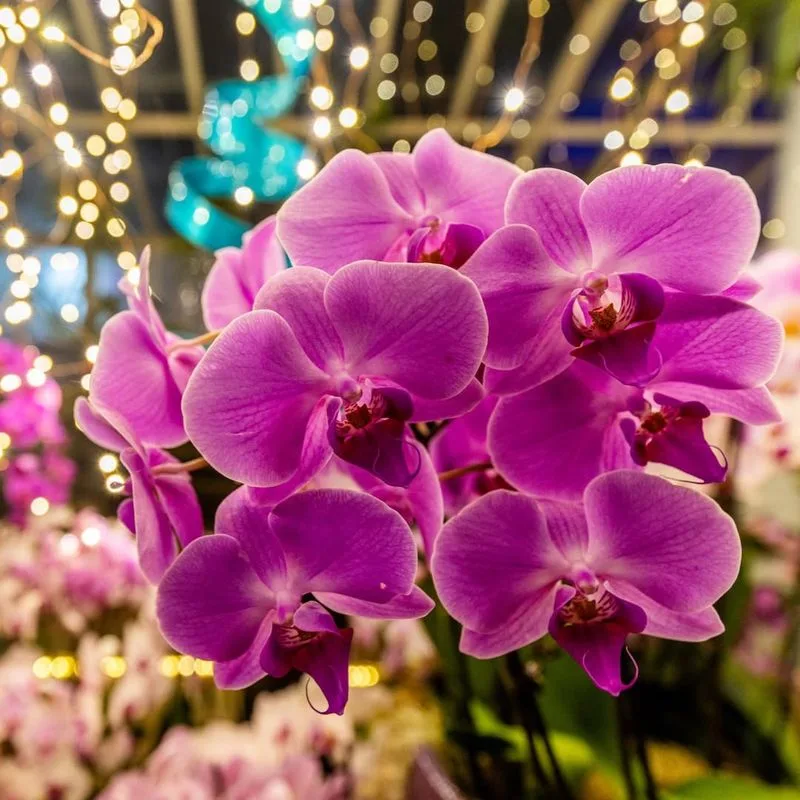 Orchids