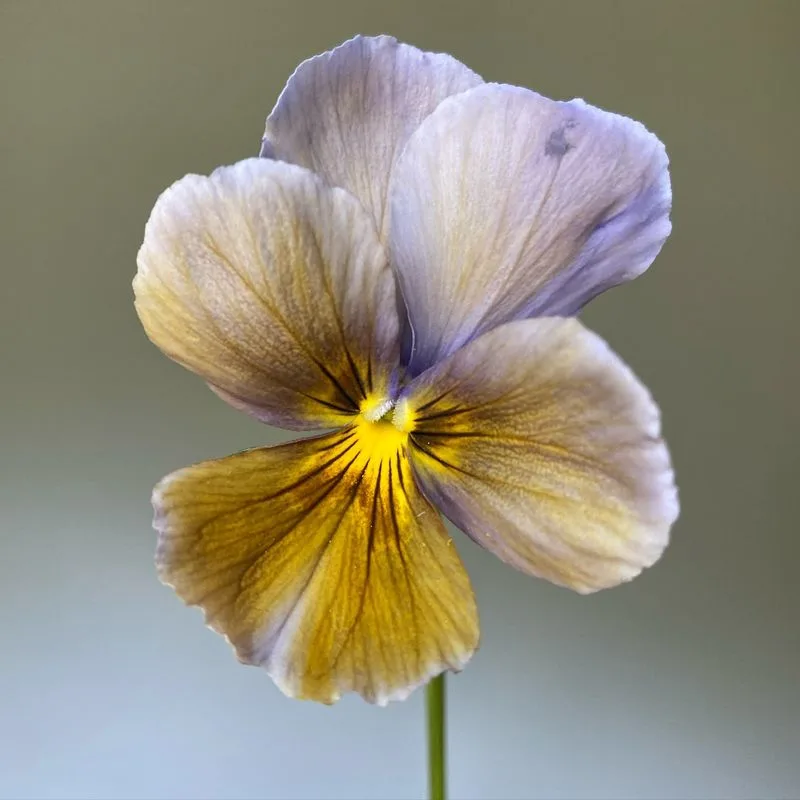 Pansies