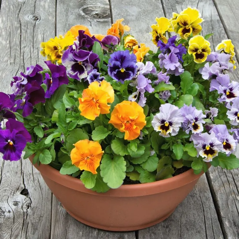 Pansies