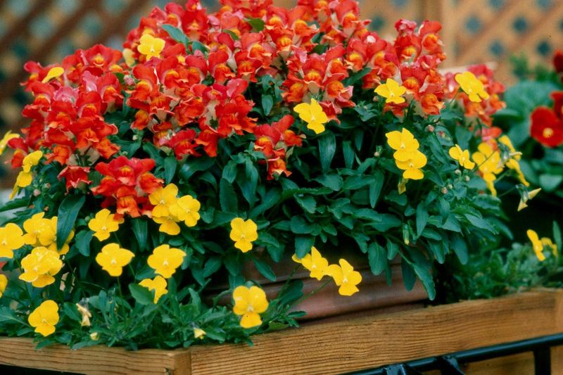 Pansies and Snapdragons