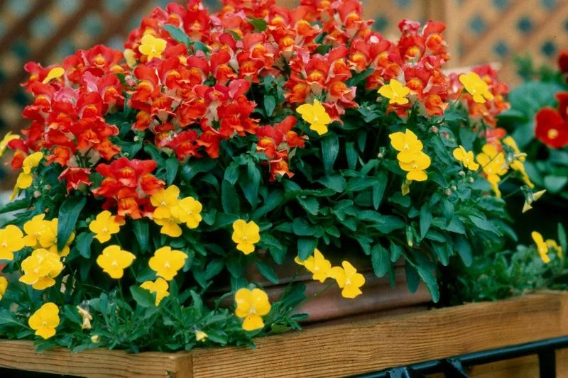 Pansies and Snapdragons