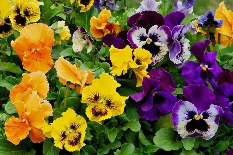 Pansies