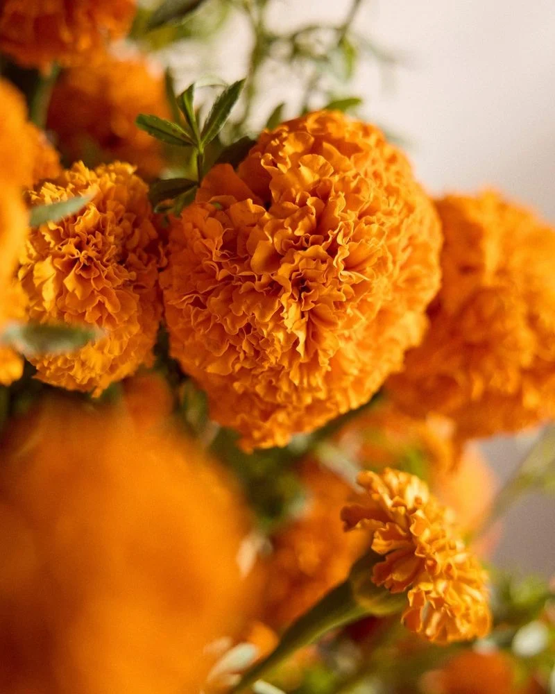 Marigold