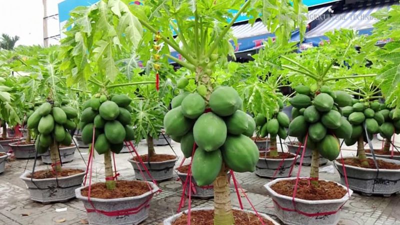 Papaya Miracle Mix
