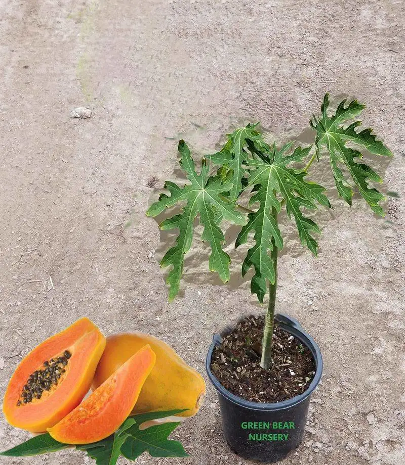 Papaya