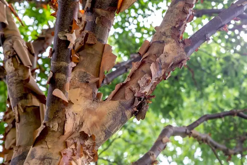 Paperbark Maple
