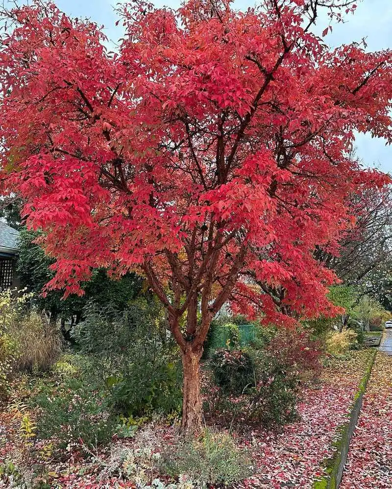 Paperbark Maple