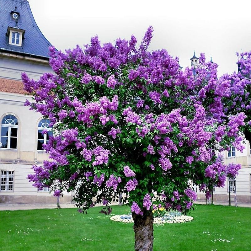Lilac
