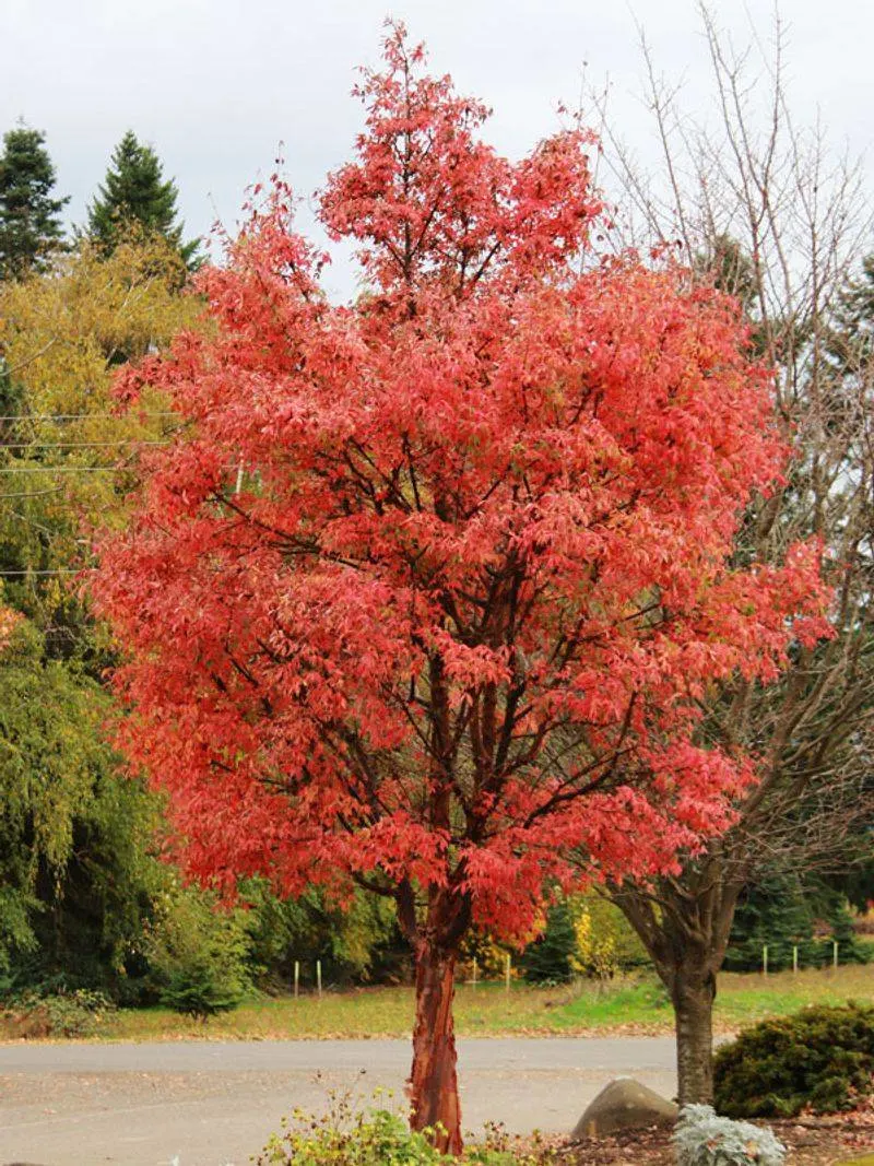 Paperbark Maple