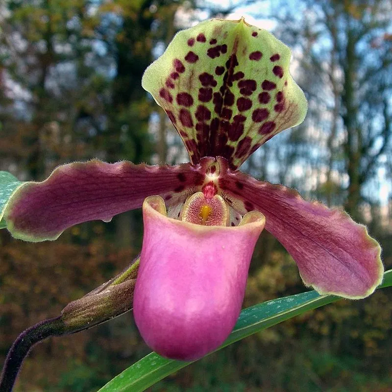 Paphiopedilum (Slipper Orchid)