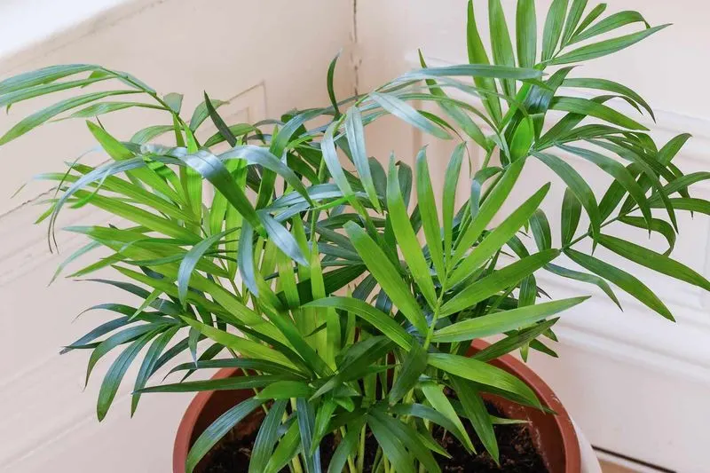 Parlor Palm