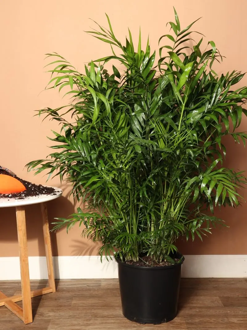 Parlor Palm