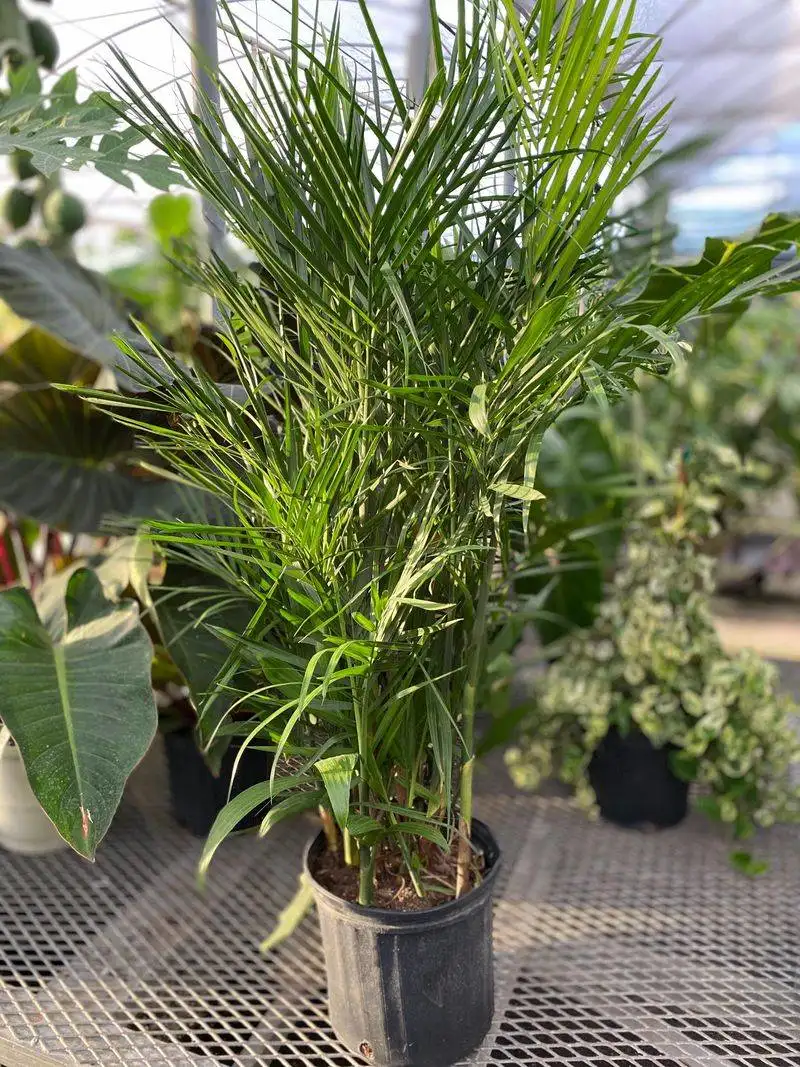 Bamboo Palm