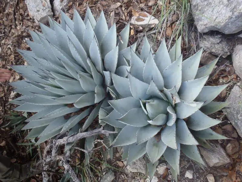 Parry's Agave