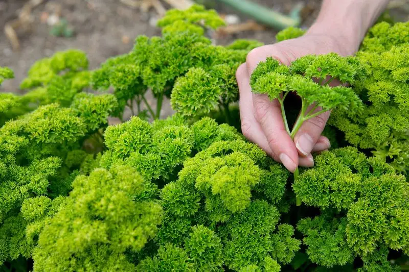 Parsley