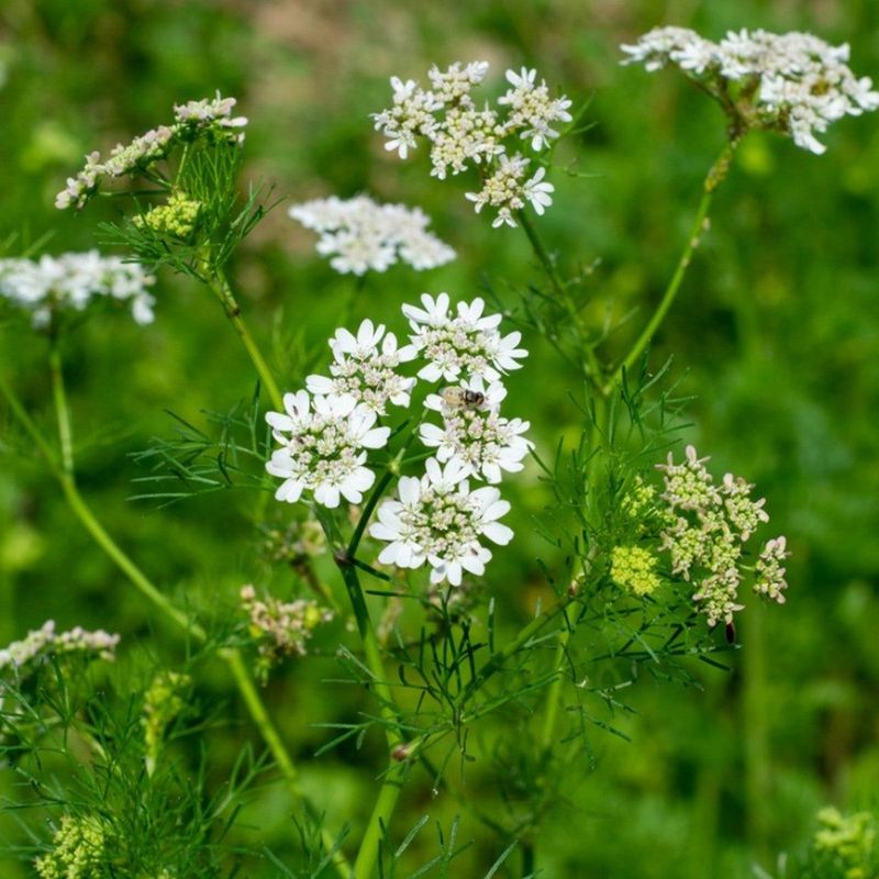 Cilantro