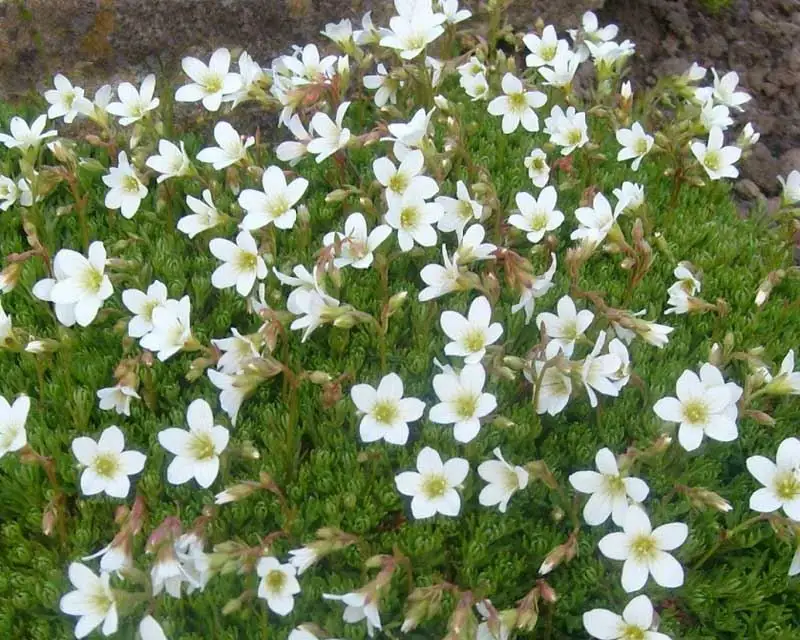 Tufted Saxifrage