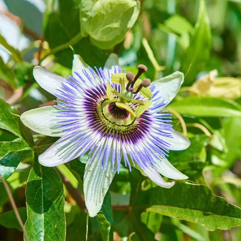 Passion Fruit