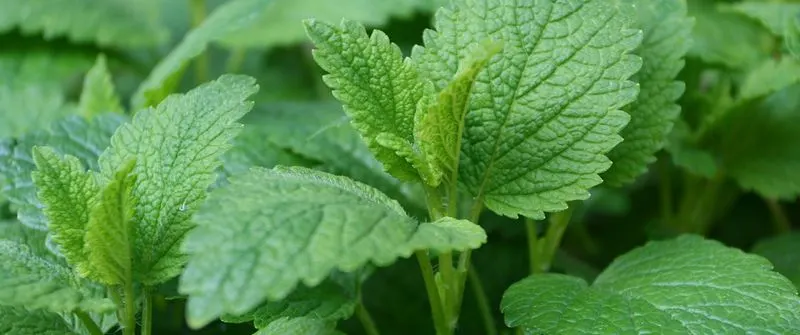 Lemon Balm
