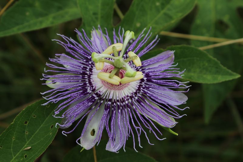 Passionflower
