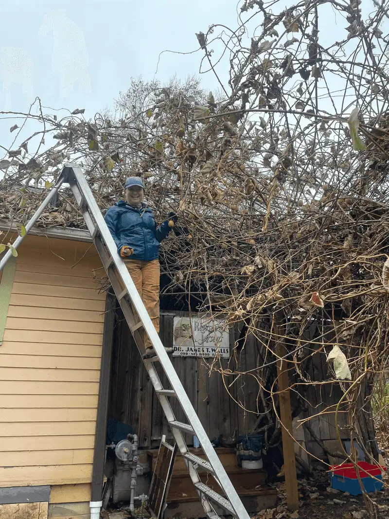 Kiwi Living Roof