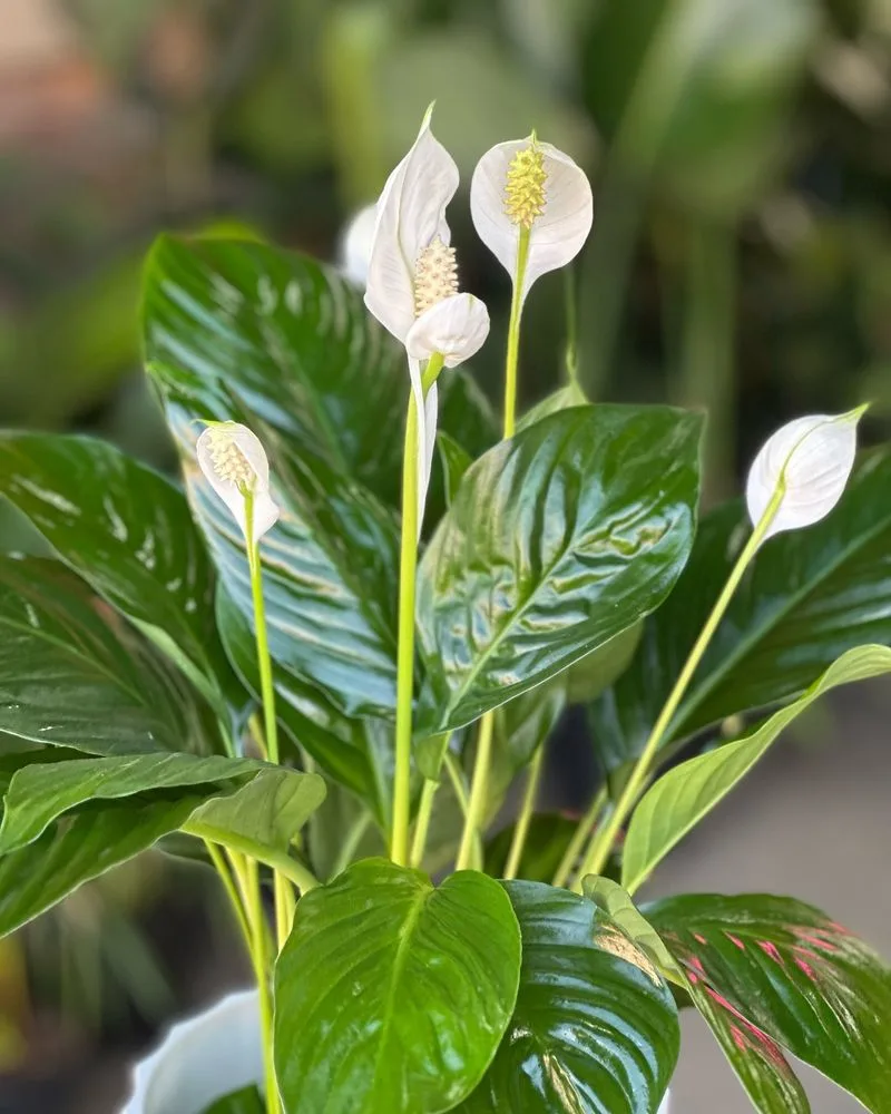 Peace Lily
