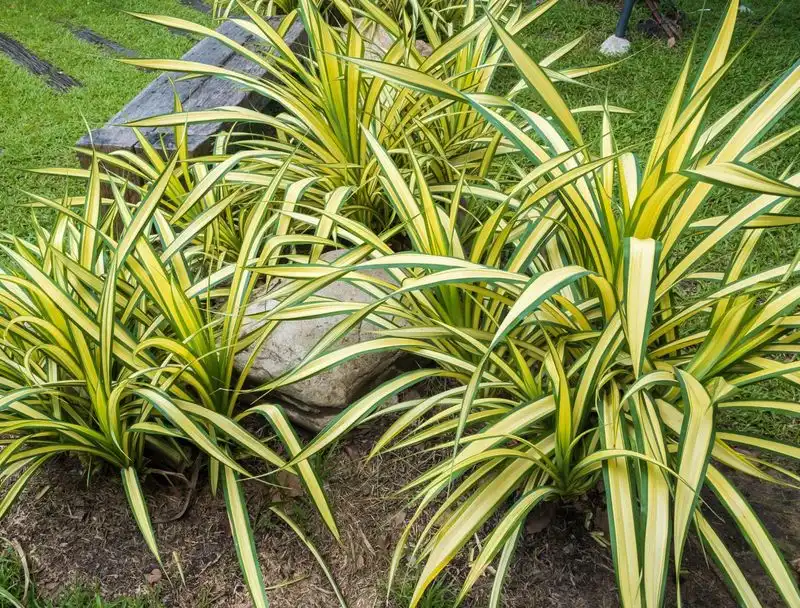 Spider Plant (Chlorophytum comosum)