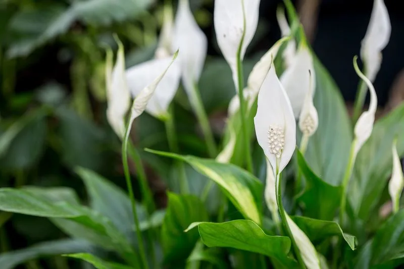Peace Lily for the Entrance