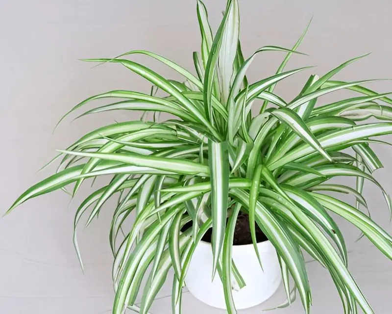 Peaceful Spider Plant