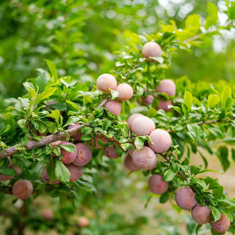 Plum Tree