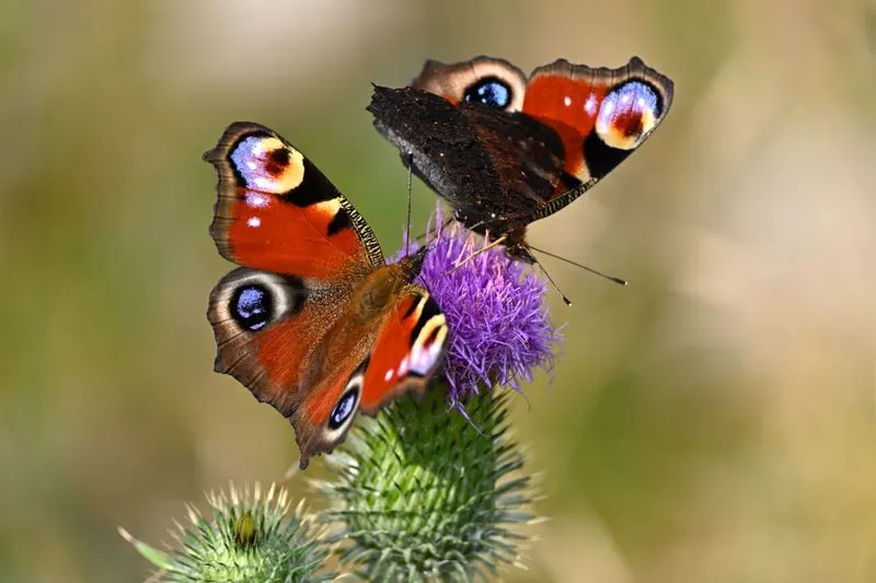 Peacock Butterfly