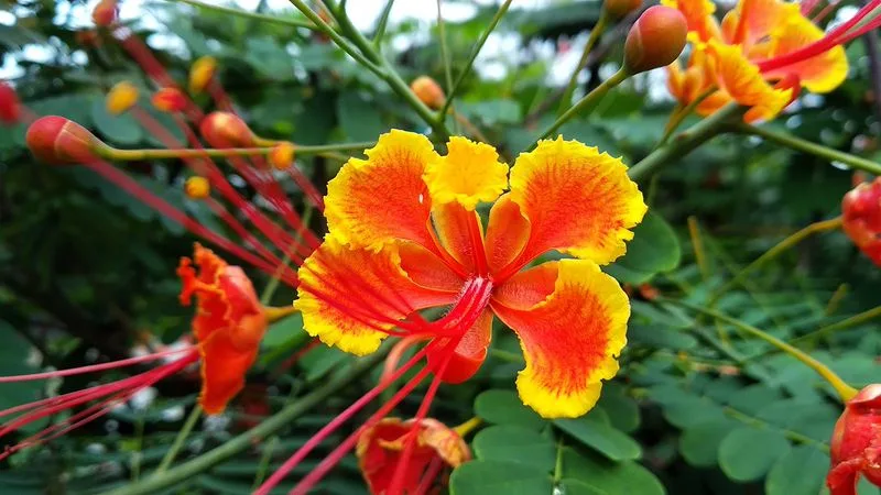 Peacock Flower