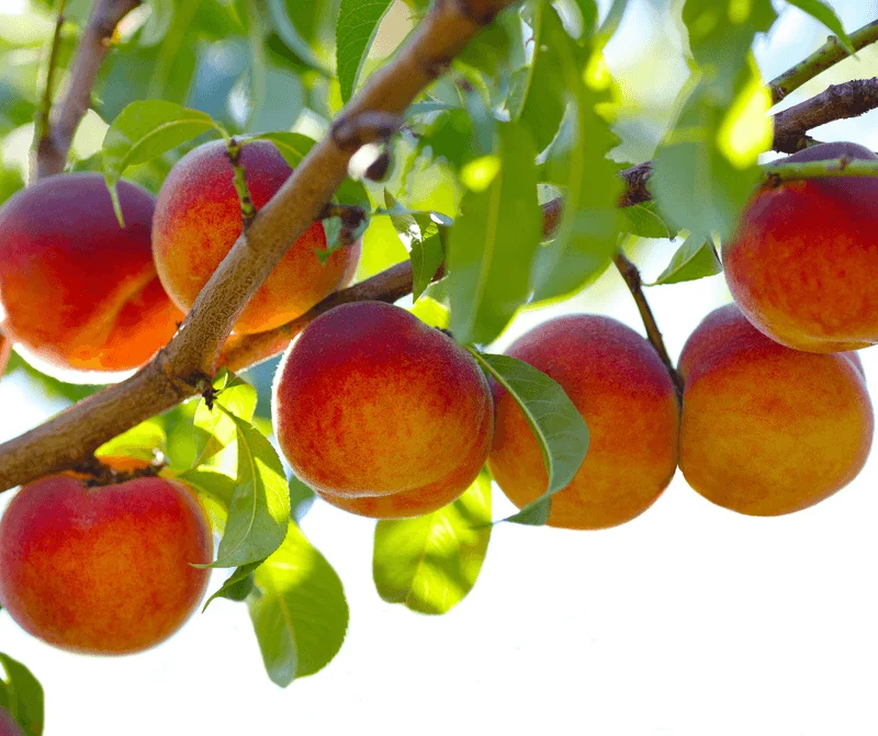 Peach Tree