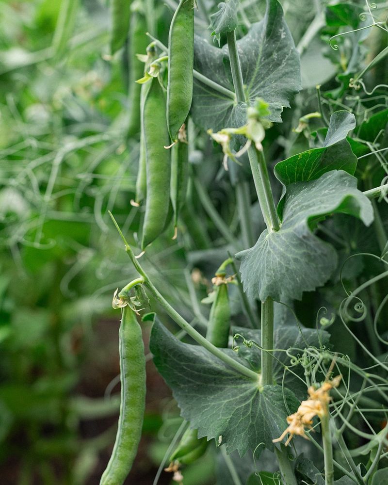 Peas