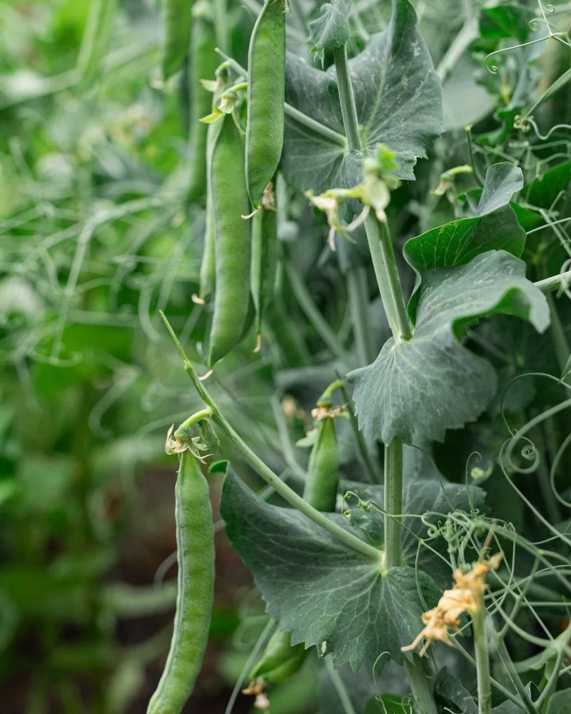 Peas