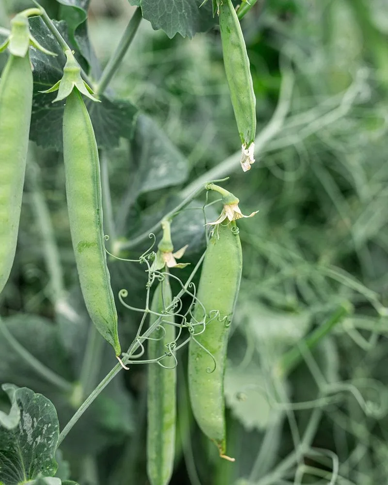 Peas