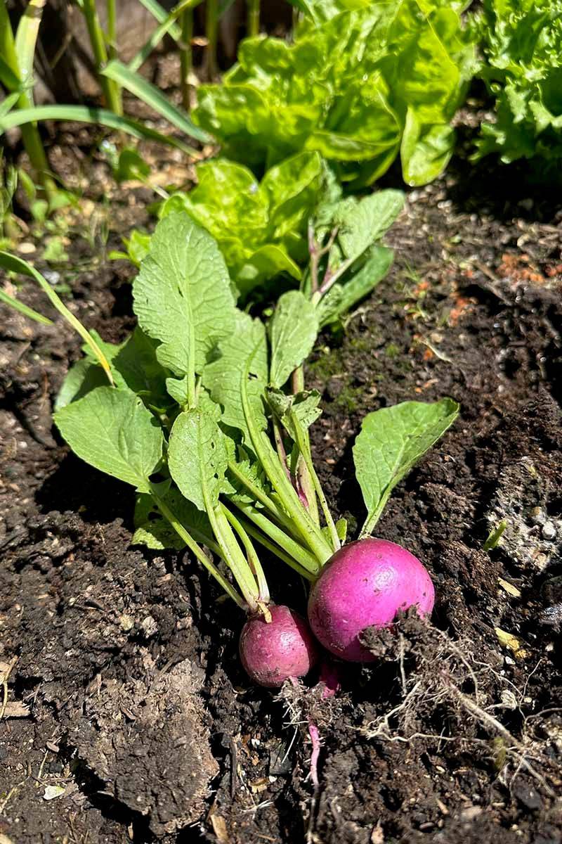 Radishes