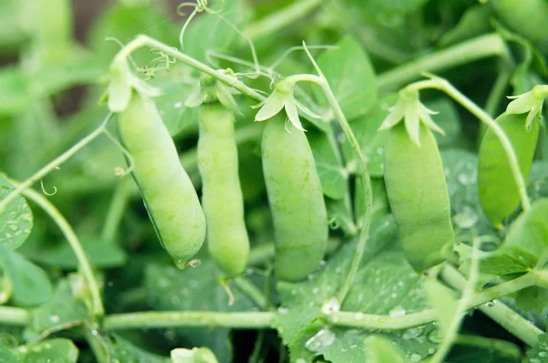 Peas and Turnips