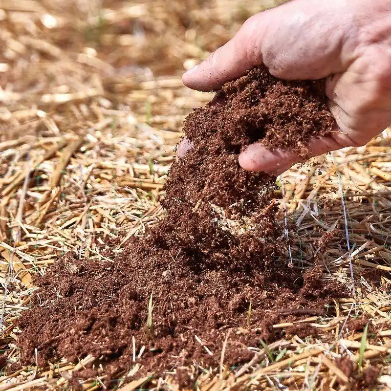 Peat Moss