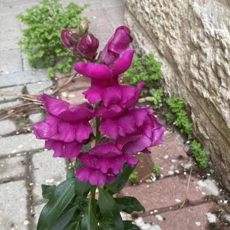 Inverted Snapdragon