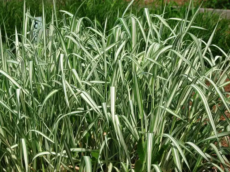 Phalaris arundinacea (Reed Canary Grass)