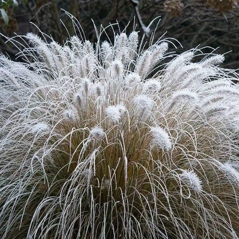 Pennisetum alopecuroides (Fountain Grass)