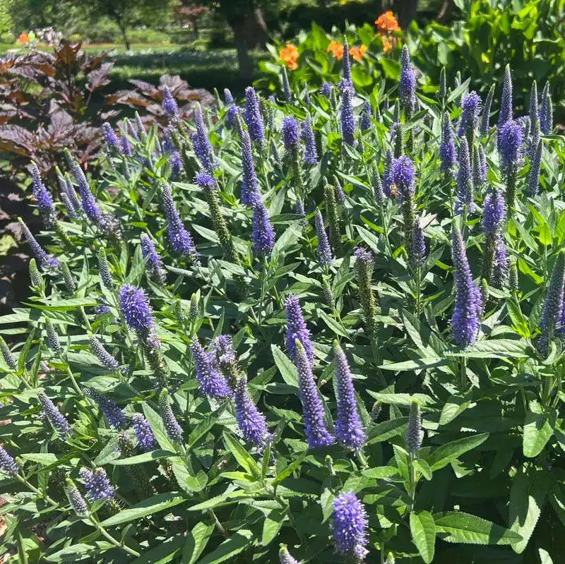 Speedwell (Veronica)