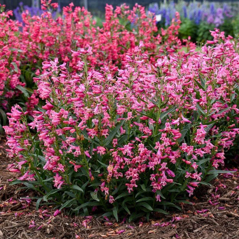 Penstemon