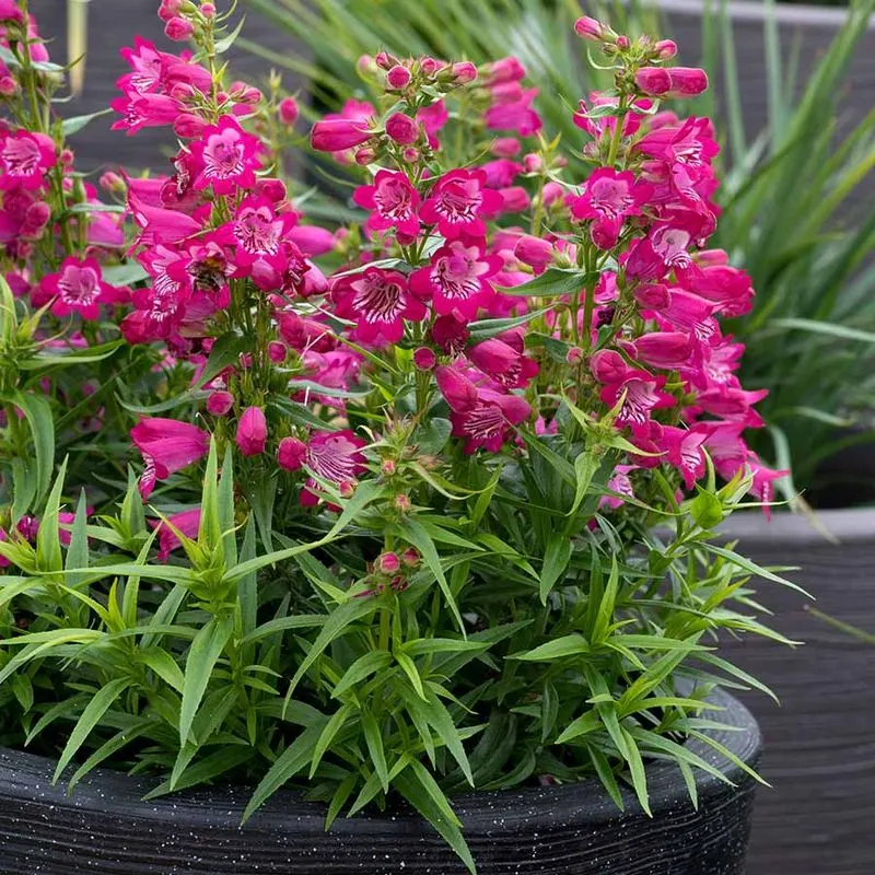Penstemon