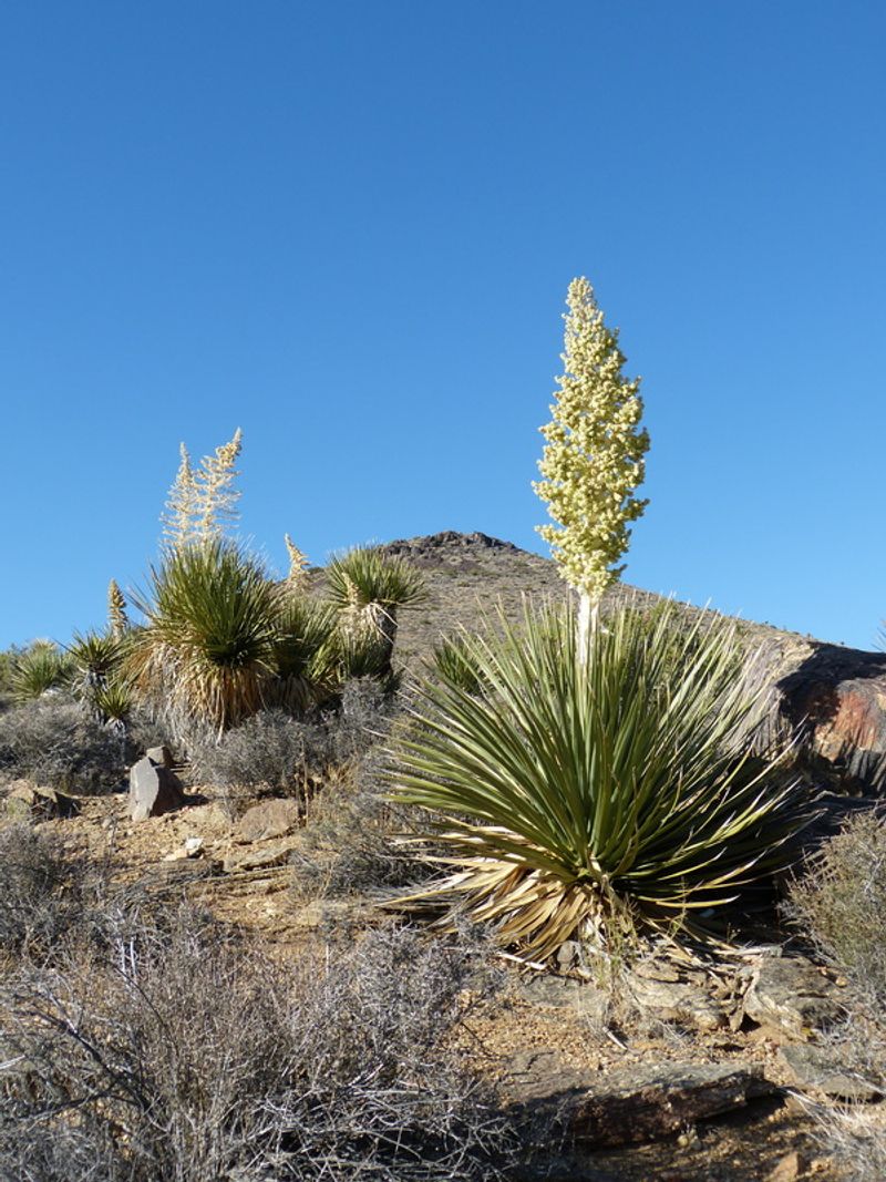 Mojave Yucca