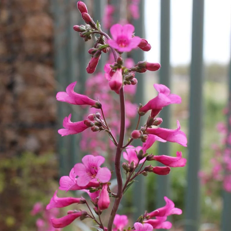 Penstemon Parryi