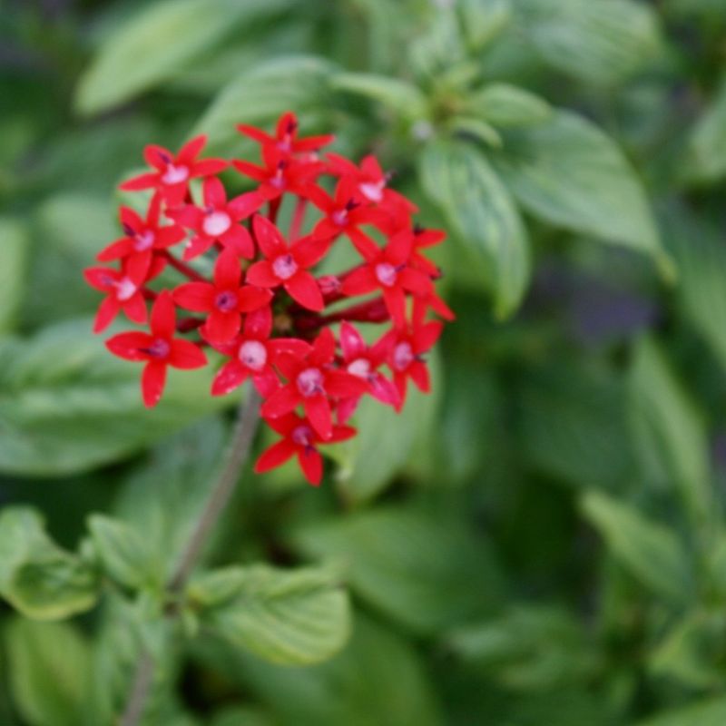 Pentas