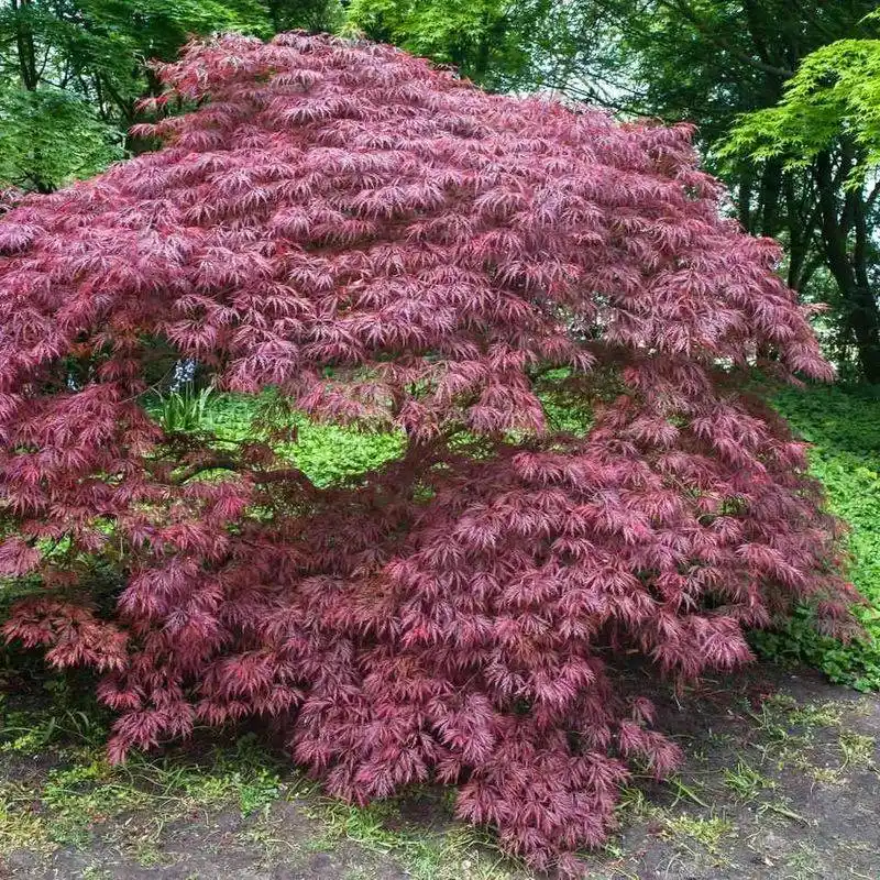 Japanese Maple